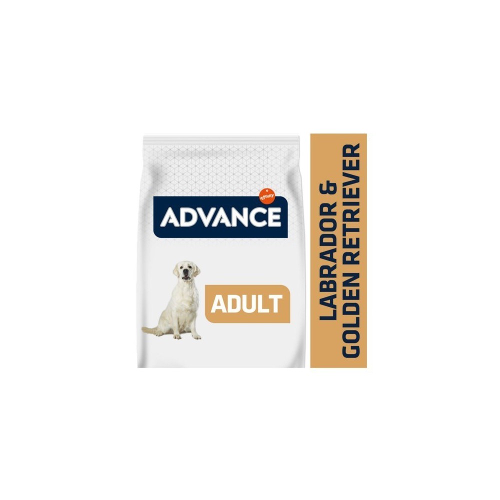 Advance Labrador