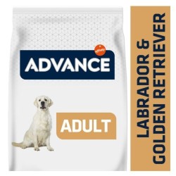 Advance Labrador