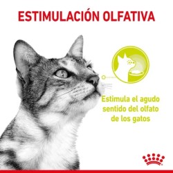 Royal Canin Sensory Smell en salsa 12x85gr