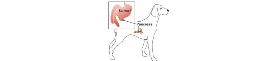 COMPLEMENTOS PANCREATICOS 