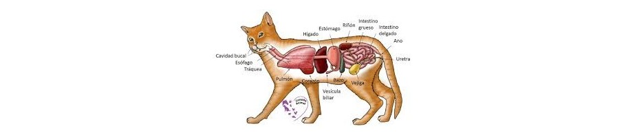 SUPLEMENTOS PARA APARATO DIGESTIVO 