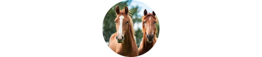 Caballos