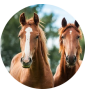 Caballos